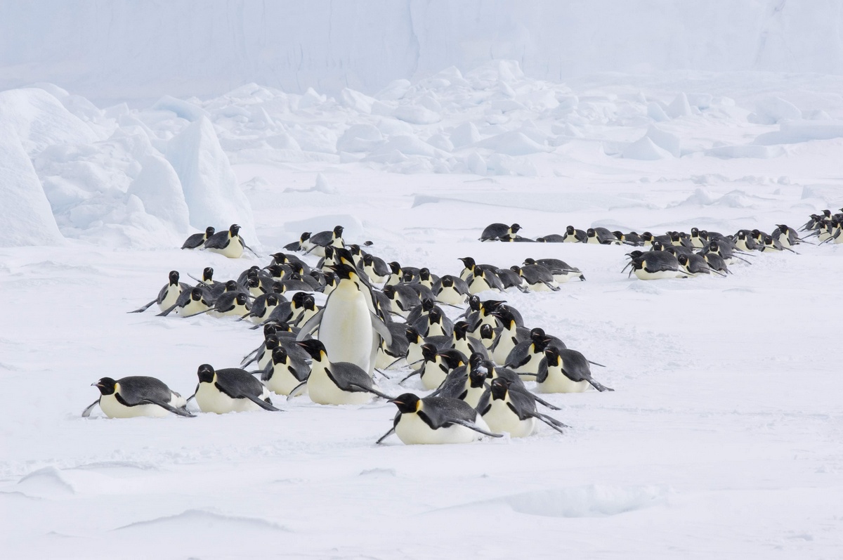 Putovanie tučniakov: Volanie oceánu (2017) - fotografie