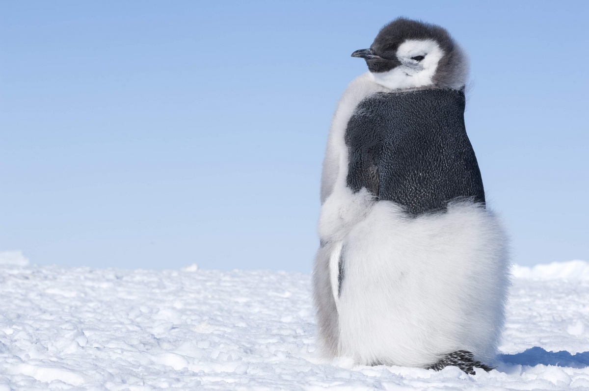 Putovanie tučniakov: Volanie oceánu (2017) - fotografie