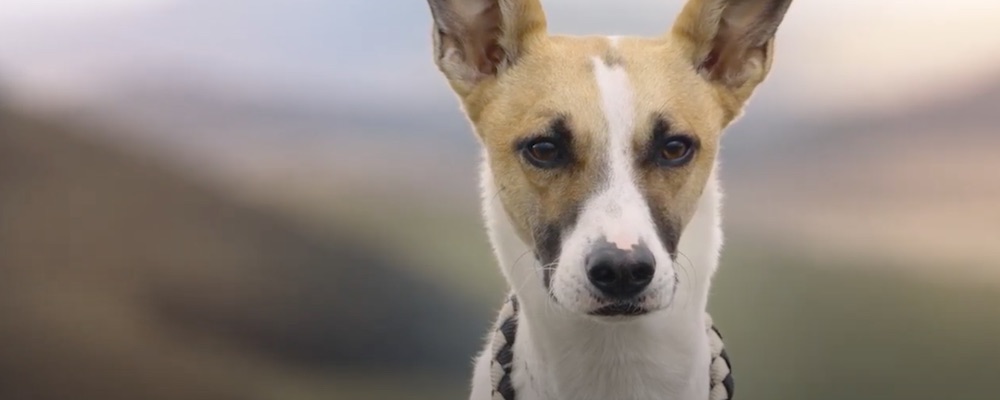 Film Gump - pes, ktorý naučil ľudí žiť (2021)