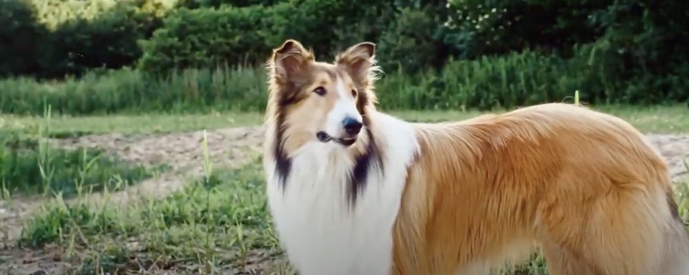 Film Lassie sa vracia (2020)